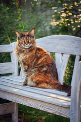 Beautiful silver Maine Coon cat sit on a white bench in the sunny summer park