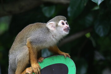 Squirrel monkey