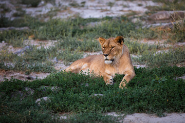 The Lioness sits in the grass. 
The Lioness is resting on the grass.