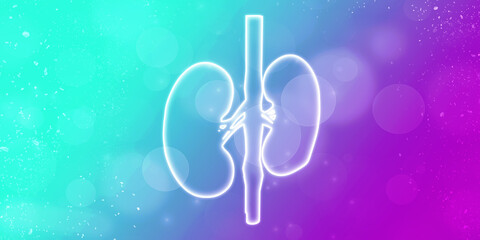 2d rendering human healthy kidneys