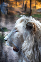 Photo of a white lion at sunset.
White lion in the zoo.