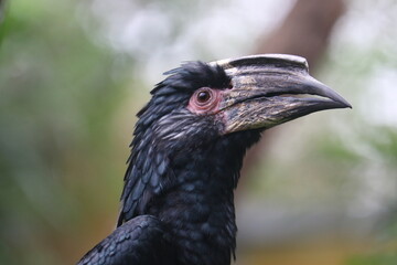 Trumpeter hornbill