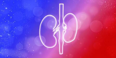 2d rendering human healthy kidneys