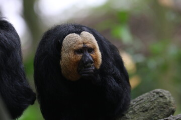 White-faced Saki