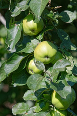 Grosses pommes qui murissent.