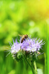 Fototapeta premium Bee and flower phacelia. Close up flying bee collecting pollen from phacelia on a green background. Phacelia tanacetifolia (lacy). Summer and spring backgrounds