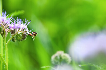 Bee and flower phacelia. Close up flying bee collecting pollen from phacelia on a sunny day on a green background. Phacelia tanacetifolia (lacy). Summer and spring backgrounds
