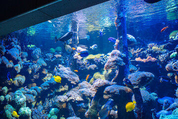 Clownfish and Blue Tang in aquarium