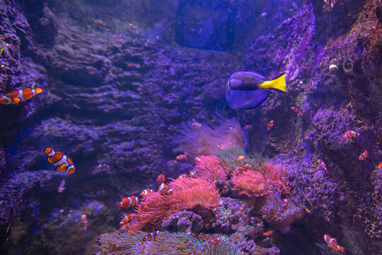 Clownfish and Blue Tang in aquarium