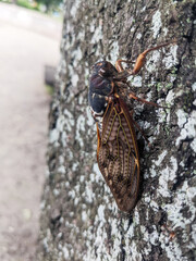 夏の公園の木に止まるアブラゼミ　7