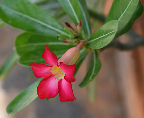 Fototapeta na wymiar Adenium flower in thw garden.