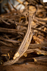 Jagube, Medicina da Floresta, Santo Daime, Ayahuasca