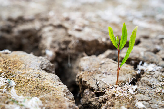 Small green growing tree on cracked dry soil, global warming concept. Abstract enviroment, climate change.