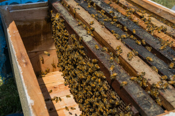 bees inside beehive box frames in an apiary for honey and wax farming