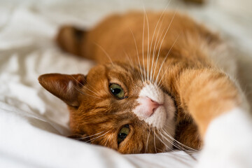 domestic red cat basks in a white bed, selective soft focus, favorite pet, cozy happy home