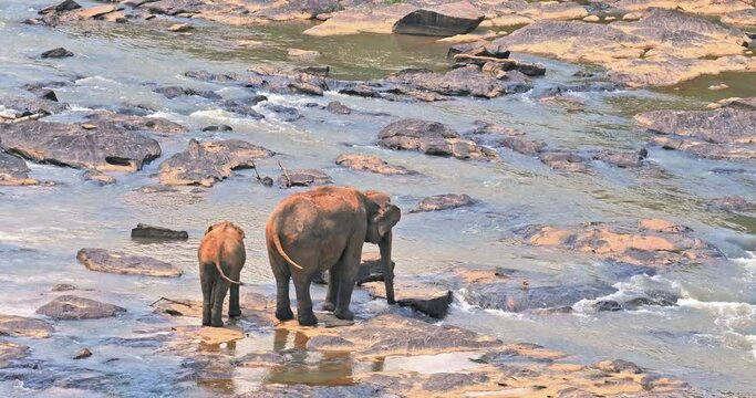 Mother and baby elephant on Maha Oya river in Pinnawala Sri Lanka
