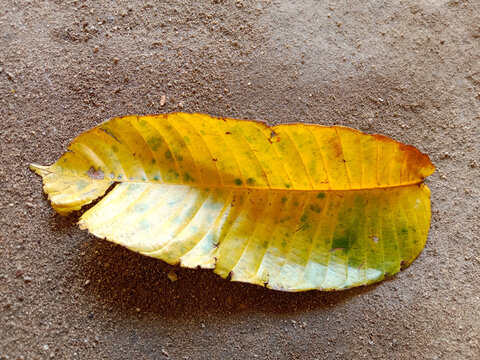 yellow leaves of matoa (pometia pinnata) on the ground