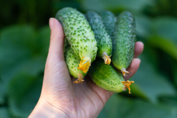 Green cucumbers in the gardener's hand, fresh vegetables from the garden with yellow flowers