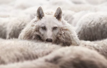 Schilderijen op glas Wolf in a flock of sheep with wool clothing. Wolf pretending to be a sheep concept. © funstarts33