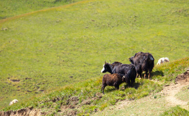 A herd of yaks graze in the mountains. Himalayan big yak in a beautiful landscape. Hairy cow cattle wild animal in nature in Tibet. Sunny summer day in the wild. Farm animal in Nepal and Tibet.