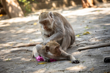 Mother monkeys take care of baby monkeys. Close up.Funny little monkey stick out tongue..Cute baby monkey, Monkey family..Mother and baby Balinese long-tailed monkey at temple, Bali, Indonesia.
