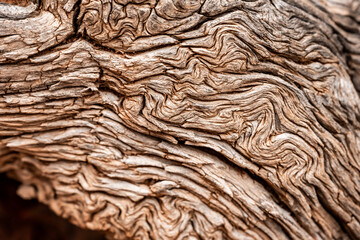 Swirling Texture of Dried Tree Trunk in Canyonlands