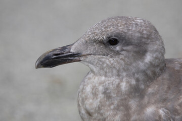 Westmöwe / Western gull / Larus occidentalis.
