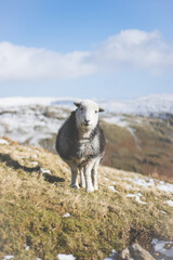 sheep on the mountain