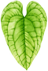 Tropical Leaf  watercolor style for Decorative Element