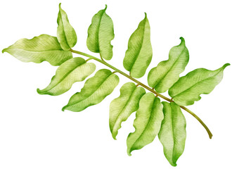 Naklejka premium Tropical fern Leaf watercolor style for Decorative Element