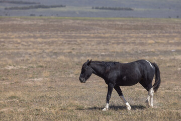 Fototapeta premium Wild Horse in Spring in teh Utah Desert