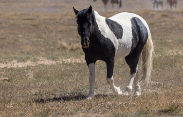 Wild Horse in Spring in teh Utah Desert