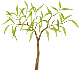 Tree watercolor illustration for Decorative Element