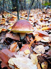 Grzyby, Borowiki Szlachetne, Jesień