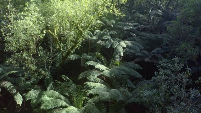 Australia's native rain forest sunny day. Dense fern tree growth under sunlight