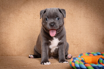 portrait of the Staffordshire Bull Terrier Dog Puppy © angloma