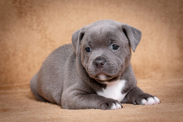 portrait of the Staffordshire Bull Terrier Dog Puppy © angloma