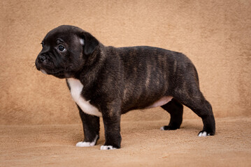 portrait of the Staffordshire Bull Terrier Dog Puppy