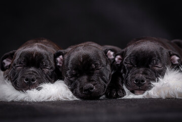 portrait of the Staffordshire Bull Terrier Dog Puppy