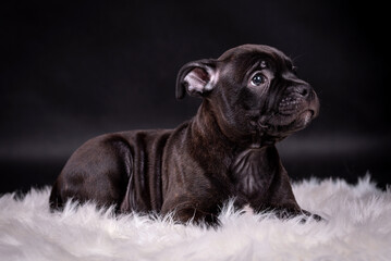portrait of the Staffordshire Bull Terrier Dog Puppy