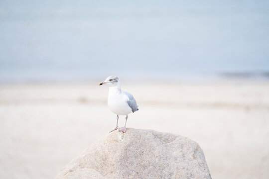 Standing atop a rock