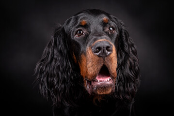The portrait of Young Gordon Setter Dog