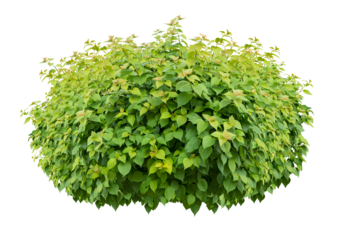 bush isolated transparency background.