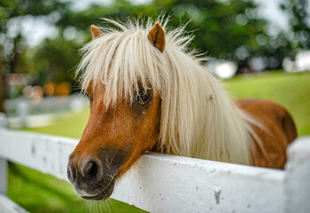 A dwarf horse with white fur is trapped in a stall to show tourists in a sheep farm in Pattaya, Thailand.