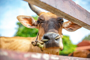 Cows are trapped in a stall to show tourists at a sheep farm in Pattaya, Thailand.