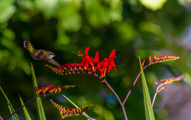 Flying Hummingbird in the Garden with red flower - obrazy, fototapety, plakaty