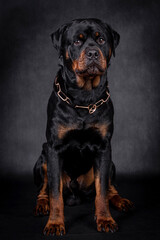 portrait of the happy Rottweiler Dog