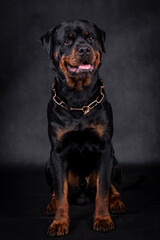 portrait of the happy Rottweiler Dog