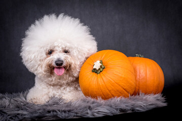 portrait of the Bichon Frise Dog