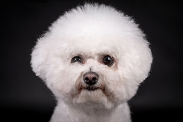 portrait of the Bichon Frise Dog